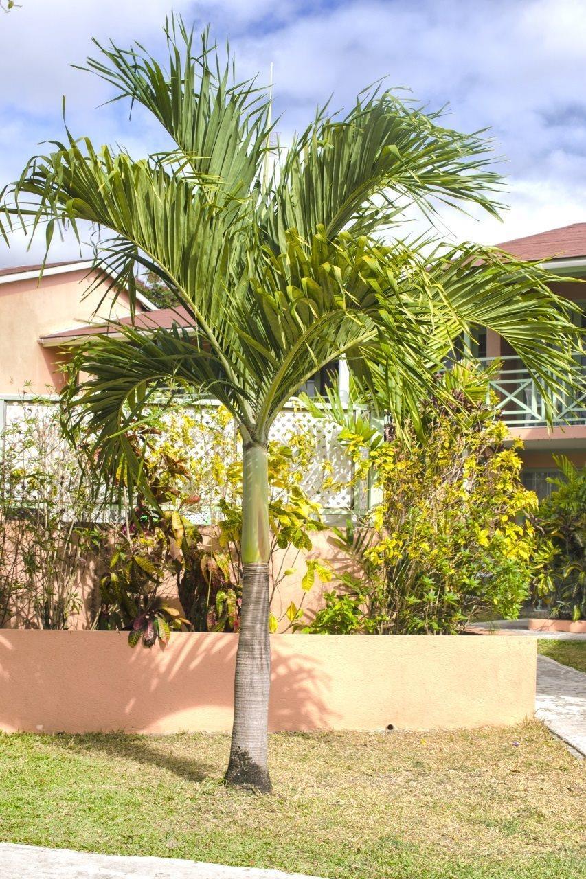 Halcyon Palm Apartment Holetown Exterior photo